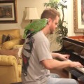 Angry Birds Theme Song on Piano with LIVE BIRDS! - YouTube vinheteiro