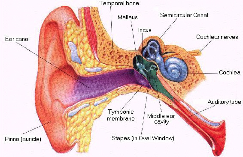 ouvido médio