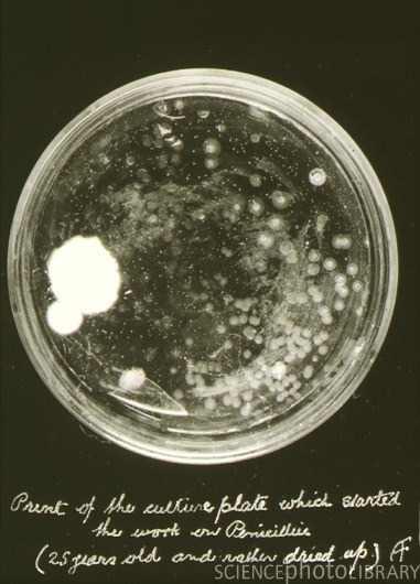 Alexandre Fleming placa de petri original