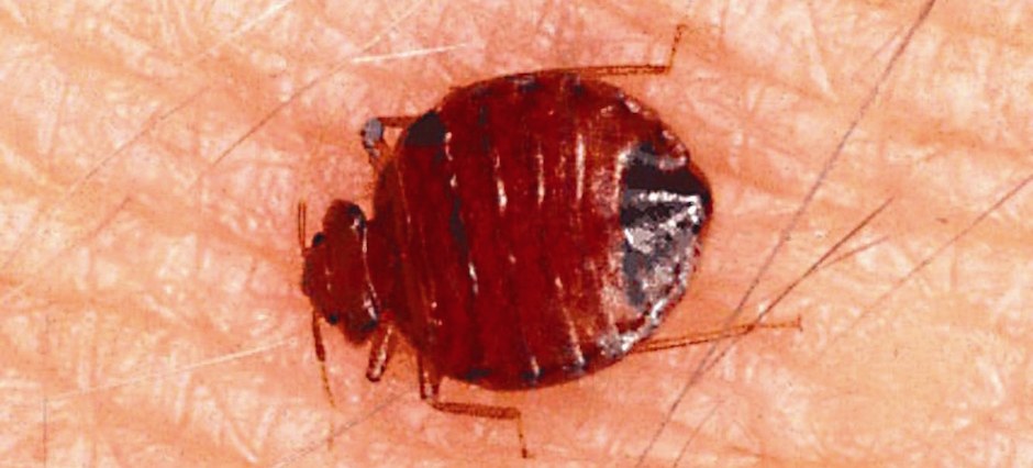 bed bug new york