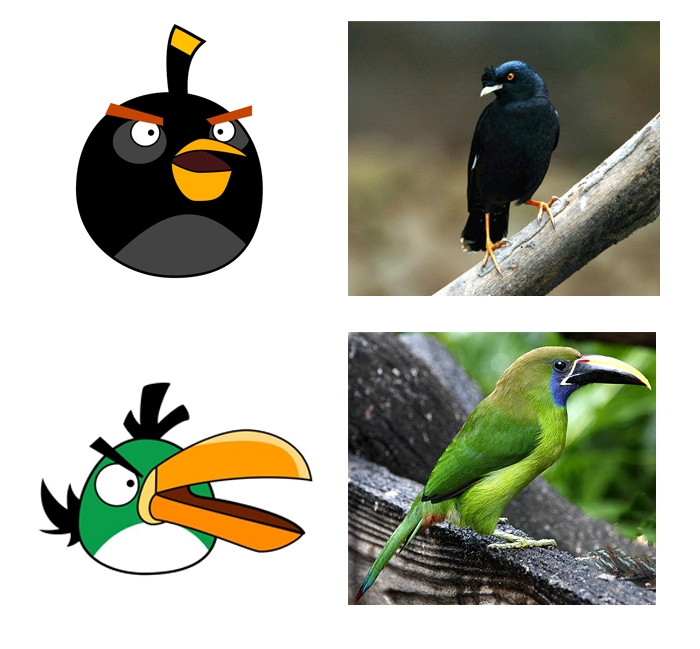 Angry Birds na vida real 2
