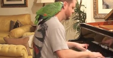 Tema do Angry Birds tocado no Piano by @Vinheteiro