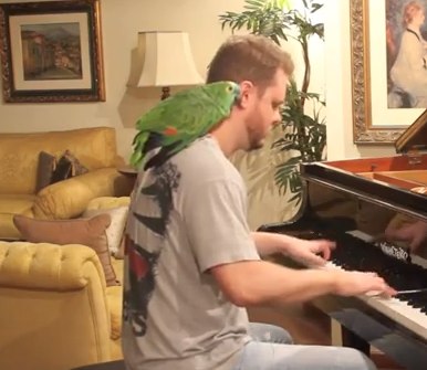 Angry Birds Theme Song on Piano with LIVE BIRDS! - YouTube vinheteiro