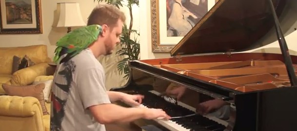 Angry Birds Theme Song on Piano with LIVE BIRDS! - YouTube vinheteiro