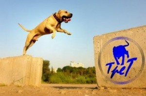 TreT - O cachorro que faz parkour