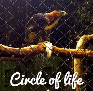 Circle of life