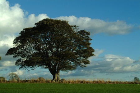 Teixo - Árvore sagrada de Odin
