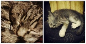 Gatos x Cães
