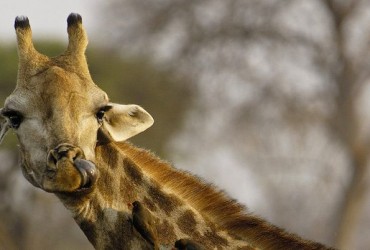 Girafa facebook capeta