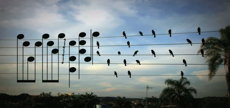 Pássaros no fio viram melodia