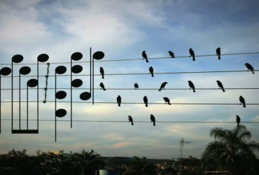 Pássaros no fio viram melodia