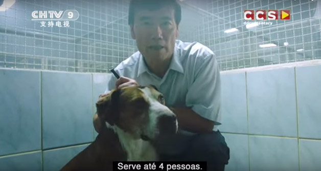 Que tal exportar os cães abandonados no Brasil para servirem de comida na China