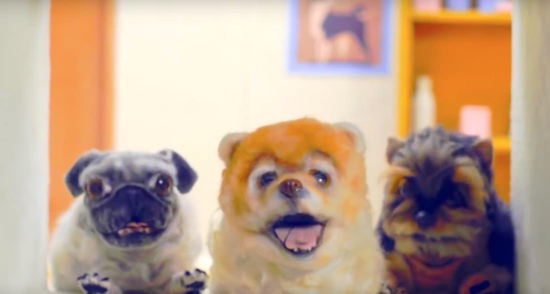Nada fofo | O vídeo que ensina aos Padawans a adotarem animais de estimação