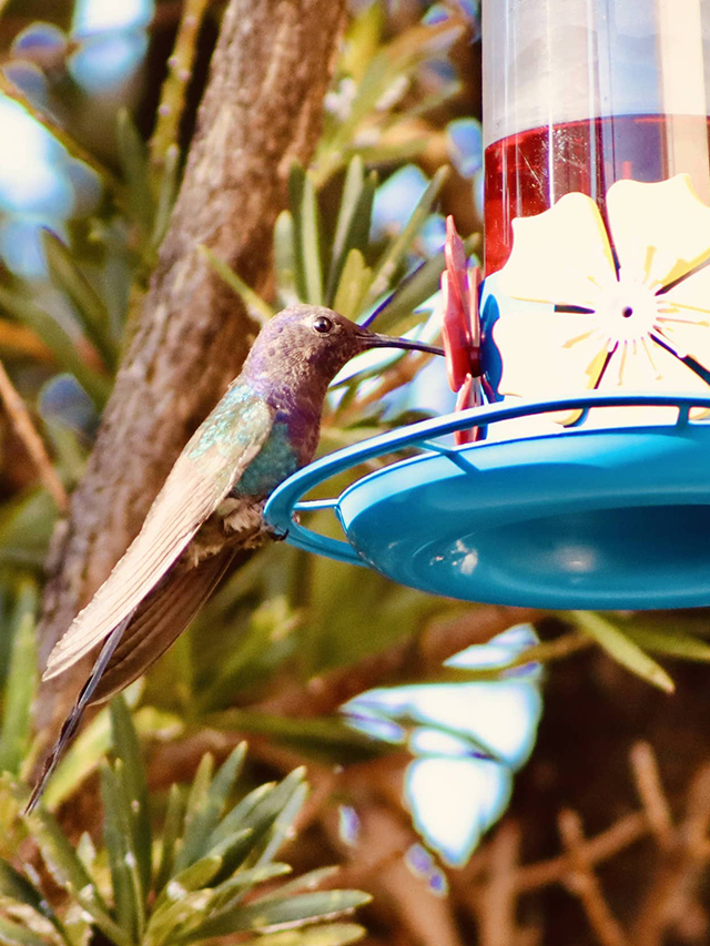 App para Identificar Aves