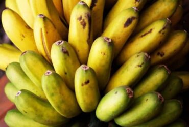 Tipos-de-banana
