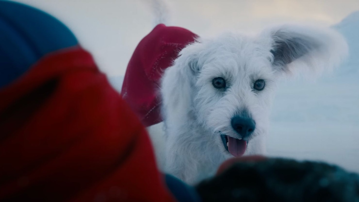 Krypto em ‘Superman’ dispara adoções de cães em mais de 500%