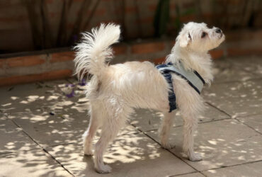 zoomie-cachorro-01