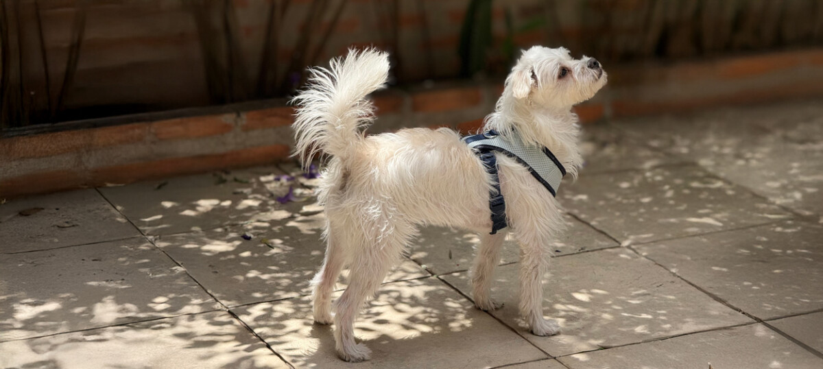 Seu cão faz zoomie?